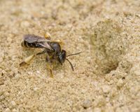 bild-waldschenkelbiene-macropis-fulvipes-weibchen-legt-einen-nistgang-an-im-neu-er&ouml;ffneten-sandarium