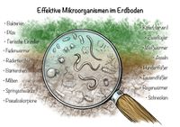 effektive-mikroorganismen-1